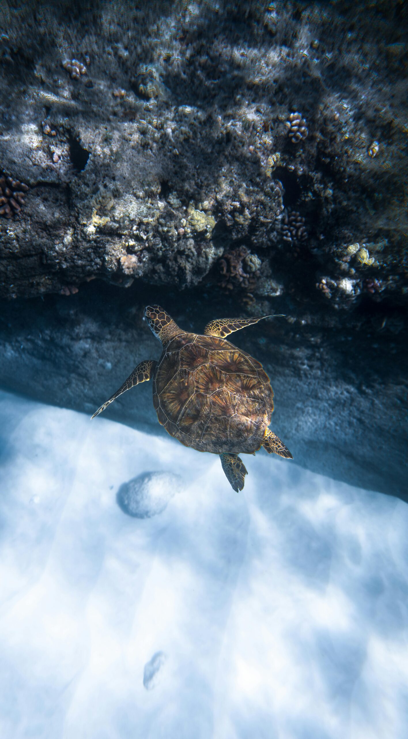 Effective Ways to Explore Rainbow Reef Dive Center in 2025: Discover Stunning Underwater Beauty