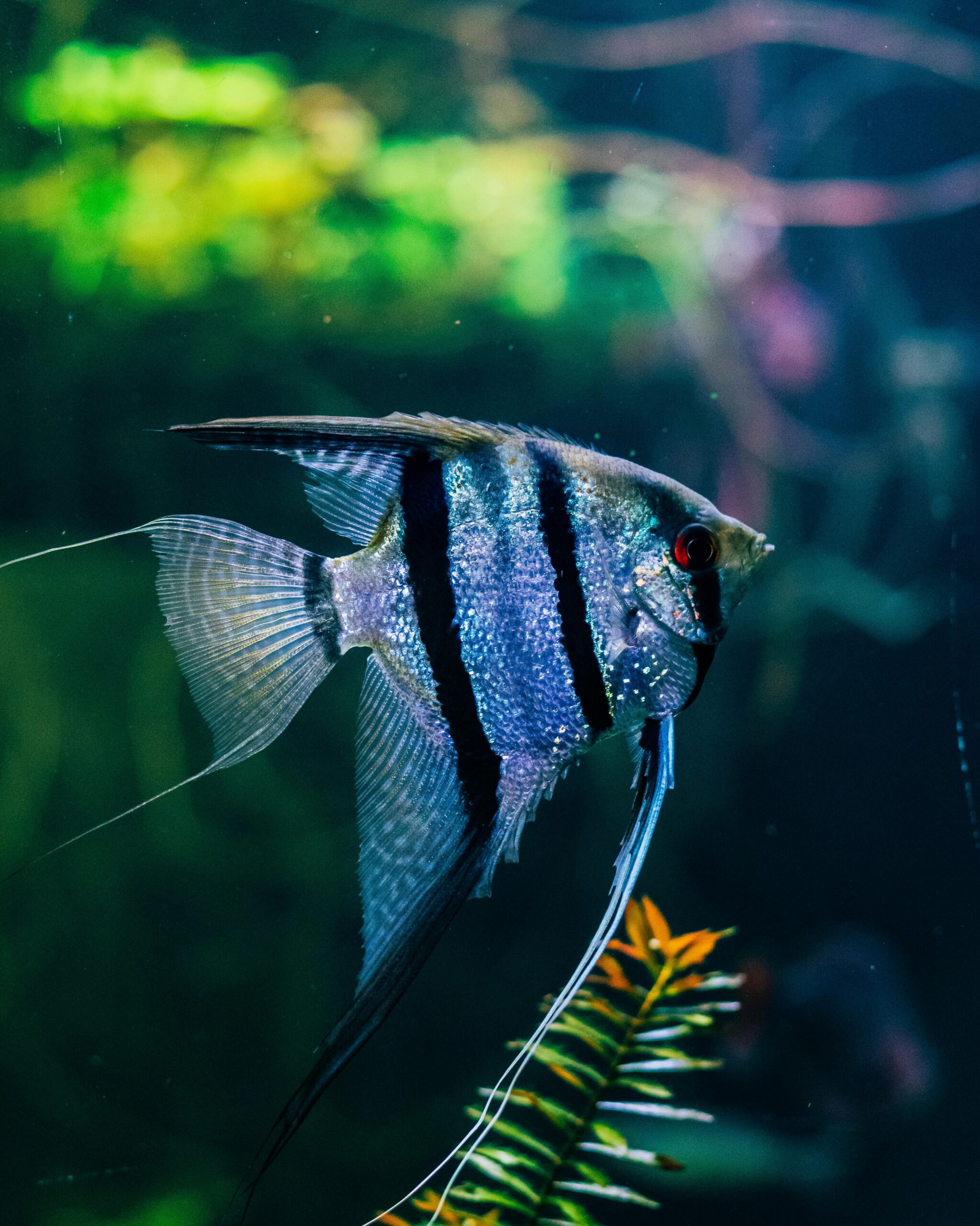 Best 5 Angelfish Types to Explore in 2025: Discover Their Unique Traits and Care Tips