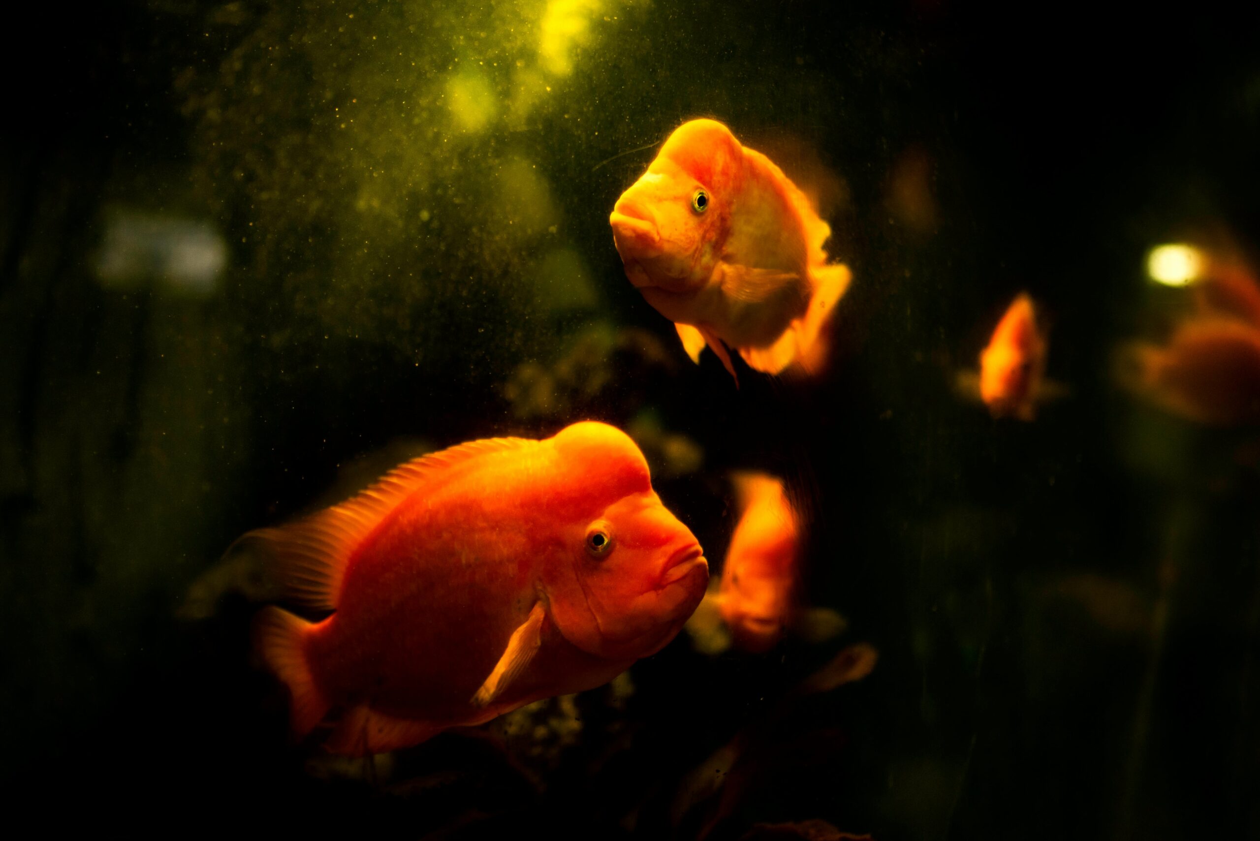 Effective Ways to Optimize Your 90 Gallon Fish Tank for Healthy Aquatic Life in 2025