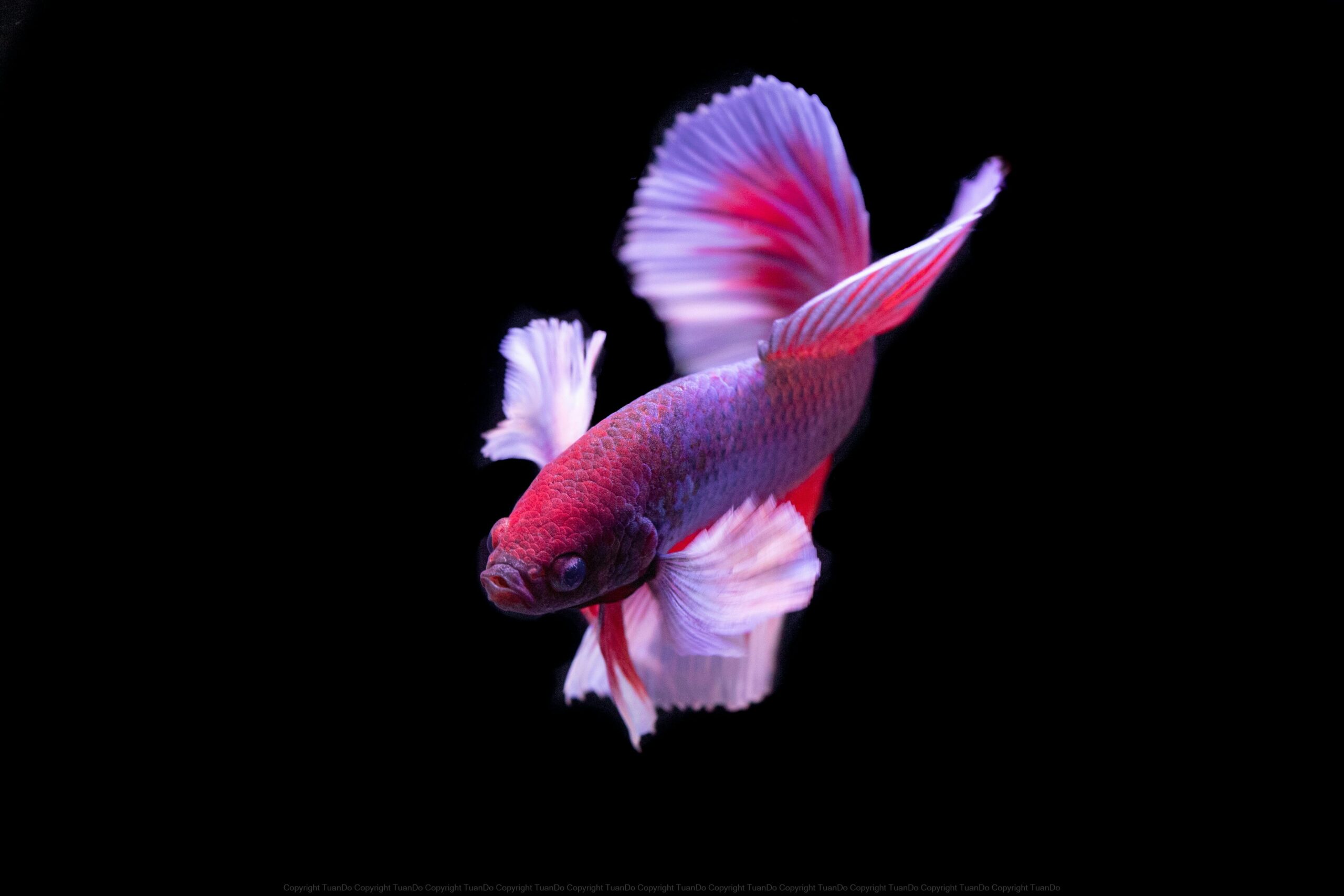 Top 5 Rainbow Betta Fish Care Tips for Happy and Vibrant Aquariums in 2025